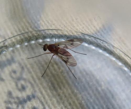 Chrysopilus laetus